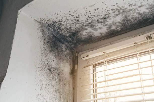 Affordable Attic Mold Remediation solutions in Frankfort, KY